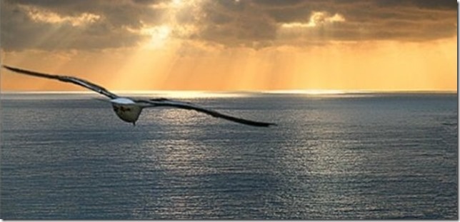 Jonathan Livingston film inspirant pour se développer