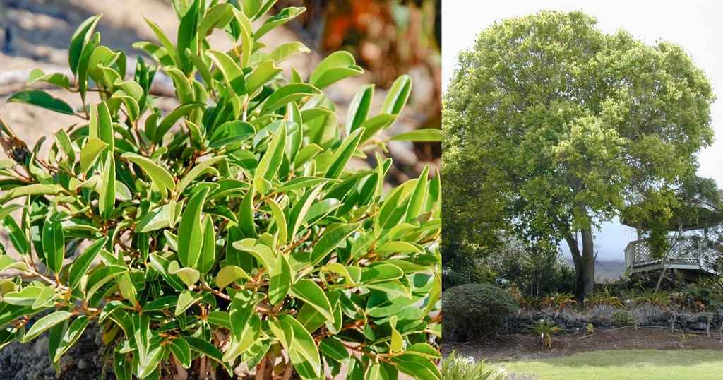 Huiles essentielles : saro ou ravintsara, laquelle choisir ?