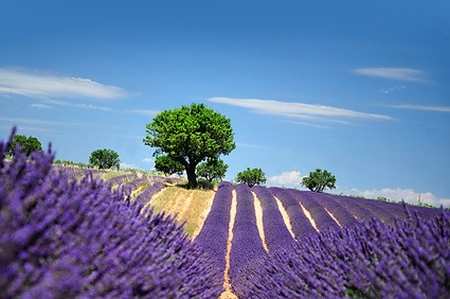 champ de lavande sous le soleil de provence