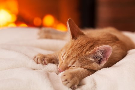 Chat devant la cheminée en hiver